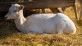 White deer lays peacefully in a bed of hay near a rural farmstead