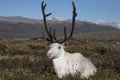 White deer lying in the tundra.
