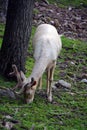 A white deer stag for male, white hind for the female Royalty Free Stock Photo