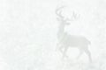 White deer standing in snow forest. Magic winter scene. Christmas New Year greeting card poster banner in monochrome. Minimalist