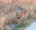 White deer in the woods: White-tailed deer doe stands at gravel trail in a clearing Royalty Free Stock Photo