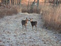 White deer in the woods: A white-tailed deer doe sniffs another doe in a touching moment