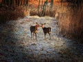 White deer in the woods: A white-tailed deer doe sniffs another doe in a touching moment as they walk a mowed path filled with