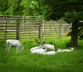 White Deers On Meadow