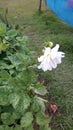  White delia flower in a home garden flower bed.