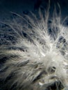 White delicate beautiful macro feather on a blue background with water drops Royalty Free Stock Photo