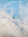 White delicate beautiful macro feather on a blue background with water drops Royalty Free Stock Photo