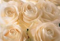 white delicate and beautiful tender roses, soft focus. Women's holiday. 8th march. Celebration. Gift