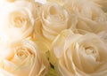 white delicate and beautiful tender roses, soft focus. Women's holiday. 8th march. Celebration. Gift