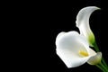 White delicate calla lily flowers on black background, condolence flower festive card, funeral concept image Royalty Free Stock Photo