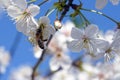 White delicate cherry blossoms against a blue sky. A bee collects nectar. Sunny warm day in early spring. Royalty Free Stock Photo