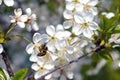White delicate cherry blossoms against a blue sky. A bee collects nectar. Sunny warm day in early spring. Royalty Free Stock Photo