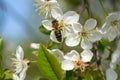 White delicate cherry blossoms against a blue sky. A bee collects nectar. Sunny warm day in early spring. Royalty Free Stock Photo