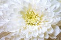 White delicate chrysanthemum flower close-up