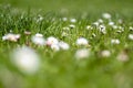 White delicate daisies in a green lawn Royalty Free Stock Photo