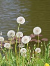 White delicate dandelion flower head after flowering on a green field in spring Royalty Free Stock Photo