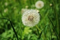 White delicate dandelion flower head after flowering on a green field in spring Royalty Free Stock Photo