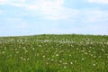 White delicate dandelion flower head after flowering on a green field in spring Royalty Free Stock Photo