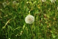 White delicate dandelion flower head after flowering on a green field in spring Royalty Free Stock Photo