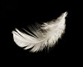 White delicate feather on black background