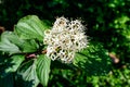 White delicate flower of Cornus alba shrub, known as red barked, white or Siberian dogwood, and green leaves in a garden in a Royalty Free Stock Photo