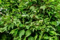 White delicate flower of Cornus alba shrub, known as red barked, white or Siberian dogwood, and green leaves in a garden in a Royalty Free Stock Photo