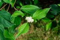 White delicate flower of Cornus alba shrub, known as red barked, white or Siberian dogwood, and green leaves in a garden in a Royalty Free Stock Photo