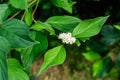 White delicate flower of Cornus alba shrub, known as red barked, white or Siberian dogwood, and green leaves in a garden in a Royalty Free Stock Photo