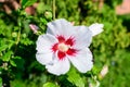 White delicate flower of Cornus kousa tree, commonly known as ousa, kousa, Chinese, Korean and Japanese dogwood, and green leaves Royalty Free Stock Photo