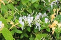 White delicate flowers bloom on a bush in a summer garden