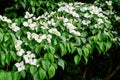 White delicate flowers of Cornus kousa tree, commonly known as ousa, kousa, Chinese, Korean and Japanese dogwood, and green leaves Royalty Free Stock Photo