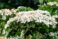 White delicate flowers of Cornus kousa tree, commonly known as ousa, kousa, Chinese, Korean and Japanese dogwood, and green leaves Royalty Free Stock Photo