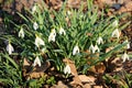 White delicate flowers of Galanthus nivalis in spring forest Royalty Free Stock Photo