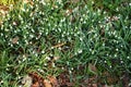 White delicate flowers of Galanthus nivalis in spring forest Royalty Free Stock Photo