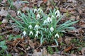 White delicate flowers of Galanthus nivalis in spring forest Royalty Free Stock Photo