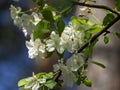 White delicate flowers and green young leaves on an apple tree branch. Sunny floral background with blooming apple tree Royalty Free Stock Photo