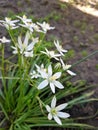 White, delicate flowers on a long green stem, with green thin, long and sharp leaves, against the background of chernozem.