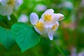 White delicate flowers in spring bloom profusely on a fruit tree branch.