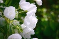 White delicate flowers in spring bloom profusely on a fruit tree branch.