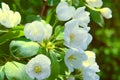 White delicate flowers in spring bloom profusely on a fruit tree branch.