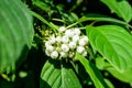 White delicate fruits of Cornus alba shrub, known as red barked, white or Siberian dogwood, and green leaves in a garden in a Royalty Free Stock Photo