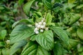 White delicate fruits of Cornus alba shrub, known as red barked, white or Siberian dogwood, and green leaves in a garden in a Royalty Free Stock Photo