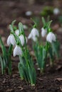 White and delicate snowdrop flower in natural background, early spring, selective focus Royalty Free Stock Photo
