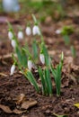 White and delicate snowdrop flower in natural background, early spring, selective focus Royalty Free Stock Photo