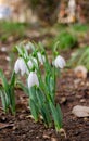 White and delicate snowdrop flower in natural background, early spring, selective focus Royalty Free Stock Photo