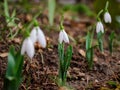 White and delicate snowdrop flower in natural background, early spring, selective focus Royalty Free Stock Photo