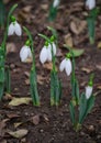 White and delicate snowdrop flower in natural background, early spring, selective focus Royalty Free Stock Photo