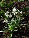 Flowering snowdrops in the garden Royalty Free Stock Photo