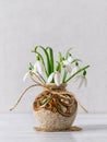 White delicate snowdrops in a round brown ceramic vase against a light gray background. Small beautiful bouquet of the first Royalty Free Stock Photo