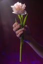 White, delicate tulip flower in the hand of a girl. Romantic, spring gift Royalty Free Stock Photo